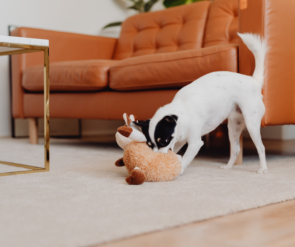 pet-friendly-apartment-at-monarchy-da-nang-perfect-for-you-and-your-pets-1