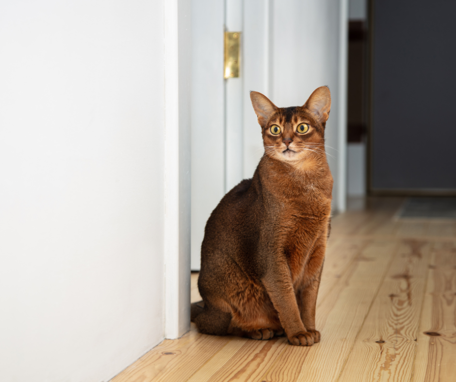 pet-friendly-apartment-at-monarchy-da-nang-perfect-for-you-and-your-pets-3